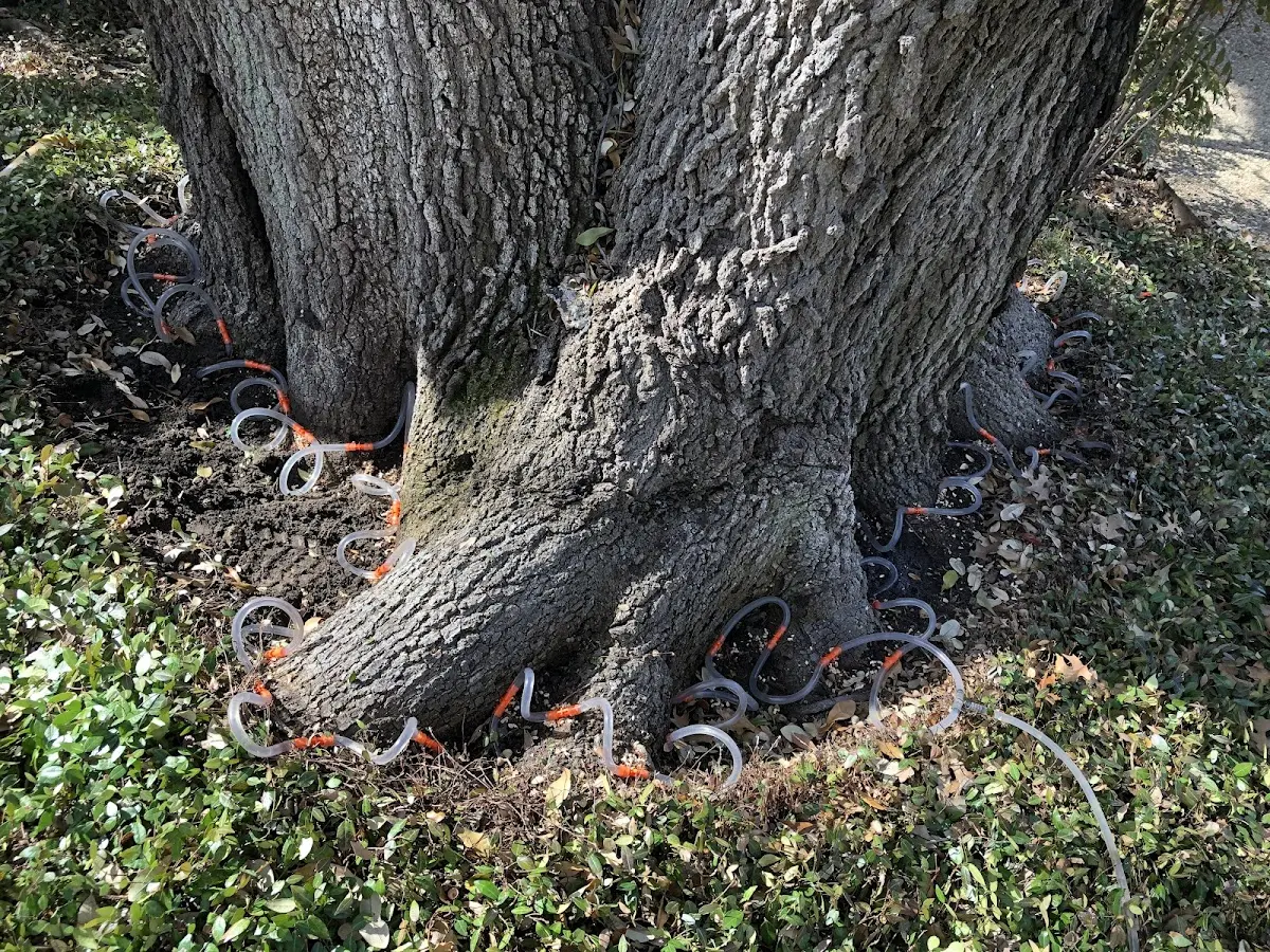 Detailed Tree Cabling and Bracing job site in Kapowsin